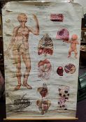 An Adam, Rouilly & Co. Ltd anatomical teaching aid wall chart 'The Lymphatic System'