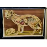 Natural History  - An anatomical biography teaching aid / wall chart of a cat, printed to lower