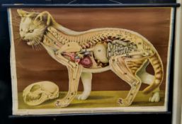Natural History  - An anatomical biography teaching aid / wall chart of a cat, printed to lower