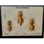 A Slovakian Natural History wall chart 'The Honey Bee', hardboard backed, dated 1982, approx 100cm