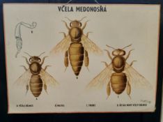 A Slovakian Natural History wall chart 'The Honey Bee', hardboard backed, dated 1982, approx 100cm