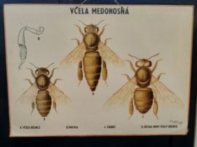 A Slovakian Natural History wall chart 'The Honey Bee', hardboard backed, dated 1982, approx 100cm