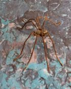 An Austrian cold painted bronze, of a spider, 5.5cm wide, late 19th century