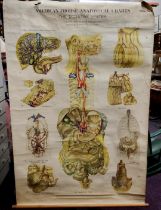 An Adam, Rouilly & Co. Ltd anatomical teaching aid wall chart 'The Digestive System '