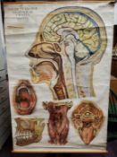 An Adam, Rouilly & Co. Ltd anatomical teaching aid wall chart ' American Frohse Anatomical Chart' by