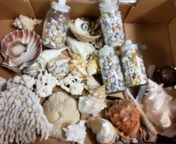 Concology - Conch, Oyster, Corals, etc