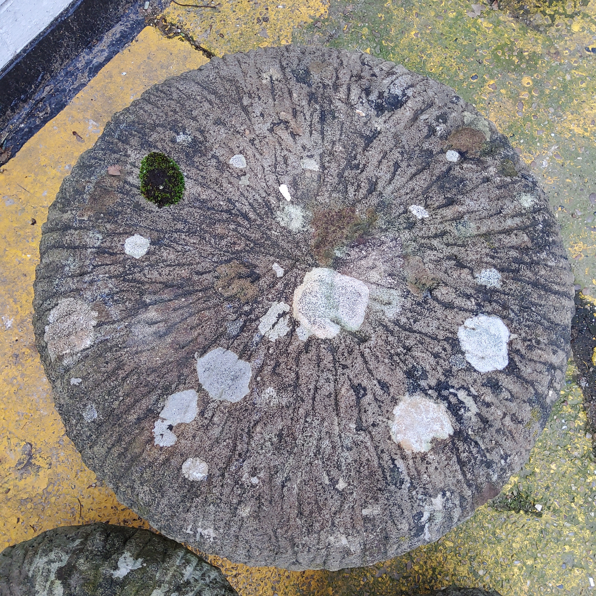 Three graduated Derbyshire gritstone straddle stones / mushrooms, 20th century - Image 2 of 4