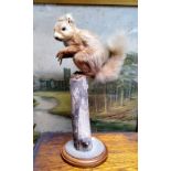 Taxidermy - a red squirrel on a naturalistic branch perch