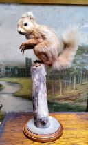 Taxidermy - a red squirrel on a naturalistic branch perch