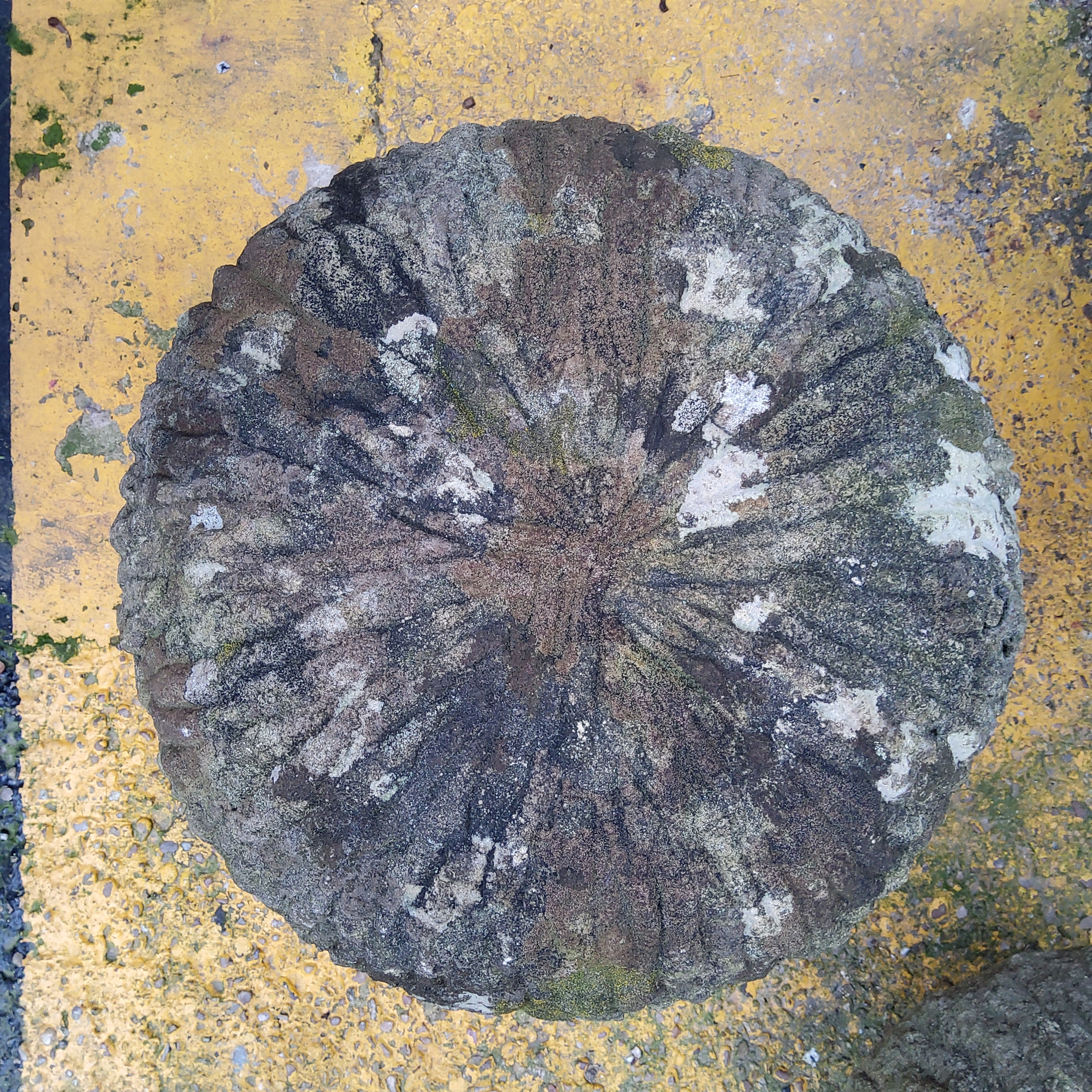 Three graduated Derbyshire gritstone straddle stones / mushrooms, 20th century - Image 3 of 4