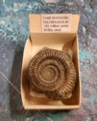 Palaeontology - a ammonite fossil, 5cm diam, 180 milliion years, Whitby area