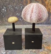 Natural History - a sea urchin, mounted for display, 15.5cm high;  another, 11.5cm high (2)