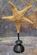 Natural History - large star fish (asteroidea), mounted for display, 31.5cm high