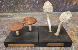 Natural History - Mycology - a painted model of two fungus specimens, mounted for display, 7.5cm