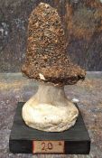 Natural History - Mycology - a painted model of fungus specimen, mounted for display, 17.5cm high