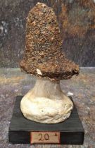 Natural History - Mycology - a painted model of fungus specimen, mounted for display, 17.5cm high