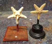 Natural History - two star fish (asteroidea), mounted for display, both approx 12cm high (2)