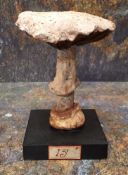 Natural History - Mycology - a painted model of fungus specimen, mounted for display, 15cm high