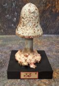 Natural History - Mycology - a painted model of a fungus specimen, mounted for display, 15cm high