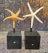 Natural History - two star fish (asteroidea), mounted for display, square bases, each approx 18cm