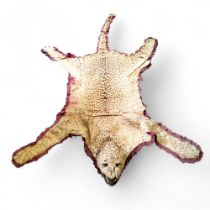 Taxidermy - a Leopard skin rug (Panthera pardus fusca), with snarling open-mouthed head mount, glass
