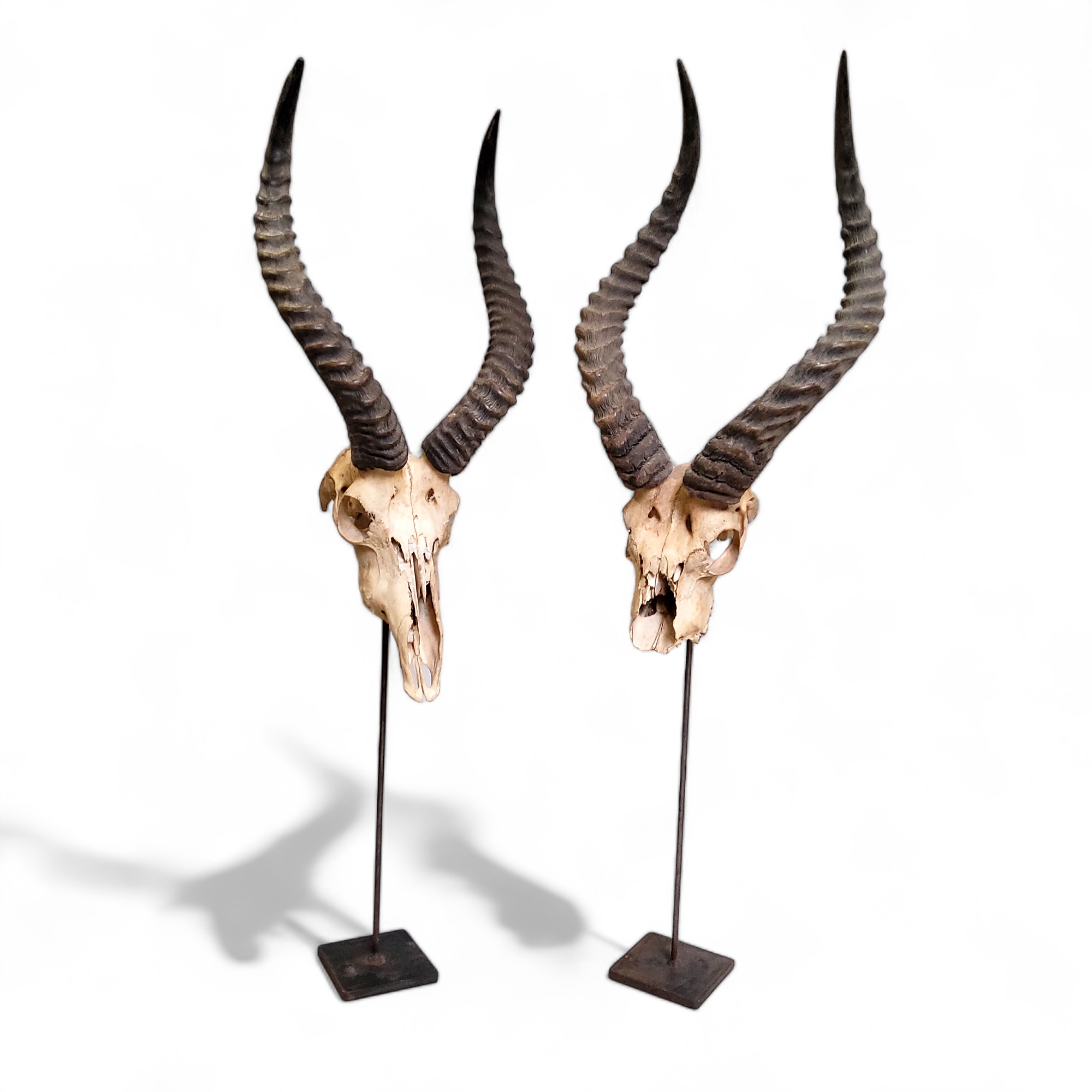 A near pair of large Impala skulls mounted on iron plinth bases, each approximately 90cm high
