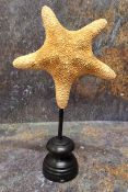 Natural History - large star fish (asteroidea), mounted for display, 34.5cm high