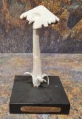 Natural History - Mycology - a painted model of fungus specimen, mounted for display, 16cm high