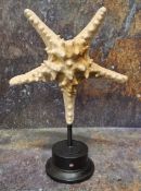 Natural History - large star fish (asteroidea), mounted for display, 32cm high