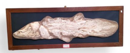Natural History - a substantial fossil cast, plaque marked 'Coela Canth AXELRODICHTHYS Lower (
