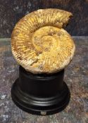 Natural History - Palaeontology - an ammonite fossil, mounted for display, 13cm high