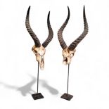 A near pair of large Impala skulls mounted on iron plinth bases, each approximately 90cm high