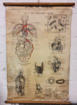 A mid 20th century medical chart, Anatomy and Physiology, illustration from First Aid To the Injured