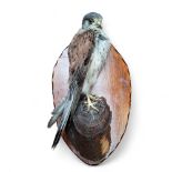 Natural History - Taxidermy -  a Common Kestrel (Falco tinnunculus),  perched  on a branch, 36cm
