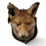 Taxidermy - a dog fox mask, with elm trophy mount