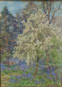 BEATRICE PARSONS (1870-1955) BLOSSOM IN A BLUEBELL WOOD, HERTFORDSHIRE