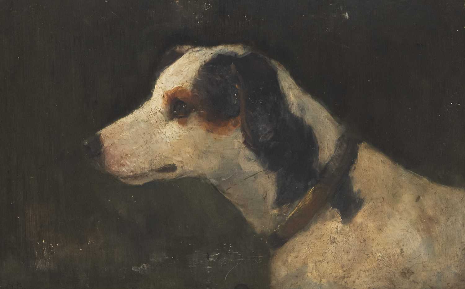 19TH/ 20TH CENTURY ENGLISH SCHOOL PORTRAIT OF A JACK RUSSELL