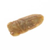 A CHINESE JADE CICADA