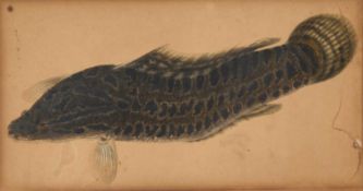 18TH/ 19TH CENTURY INDIAN SCHOOL STUDY OF A FISH