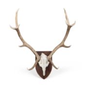 RED DEER ANTLERS MOUNTED ON AN OAK BOARD