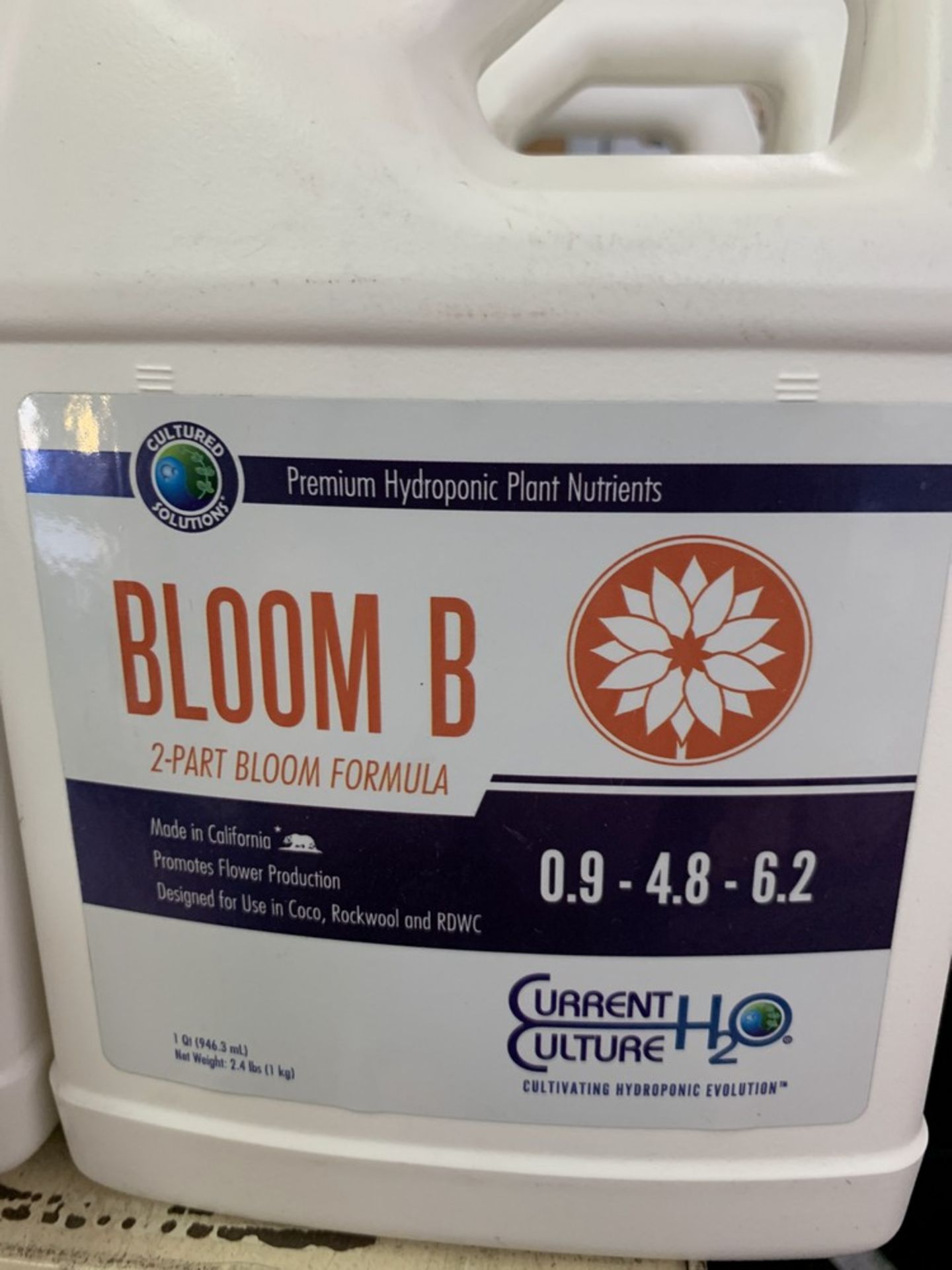 Current Culture - Bloom B