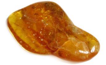 Baltic Amber Fossil. Circa 20 million years old. Miocene period. A piece of fossilised tree sap with