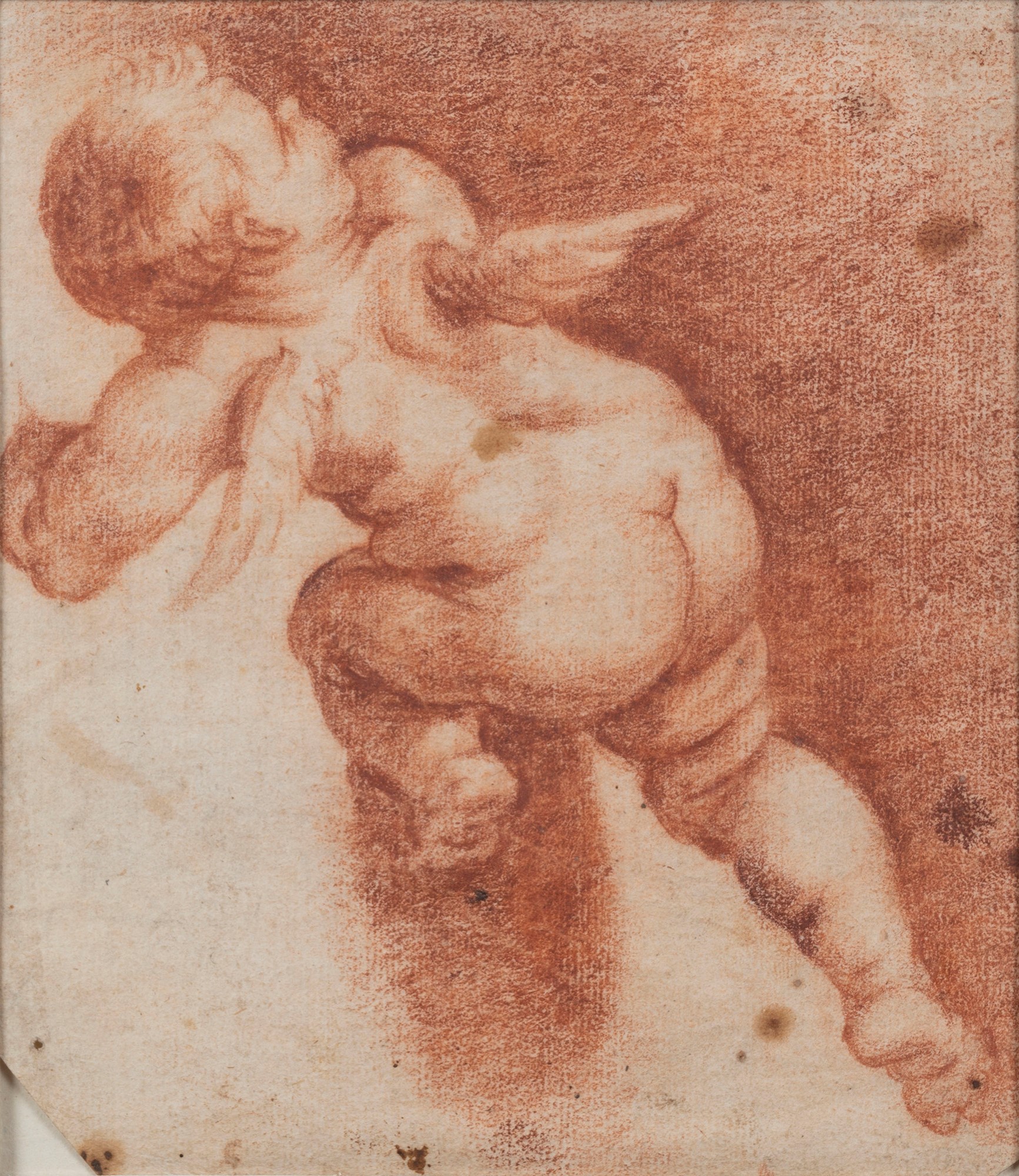 Italian School, XVII century - Study of a putto