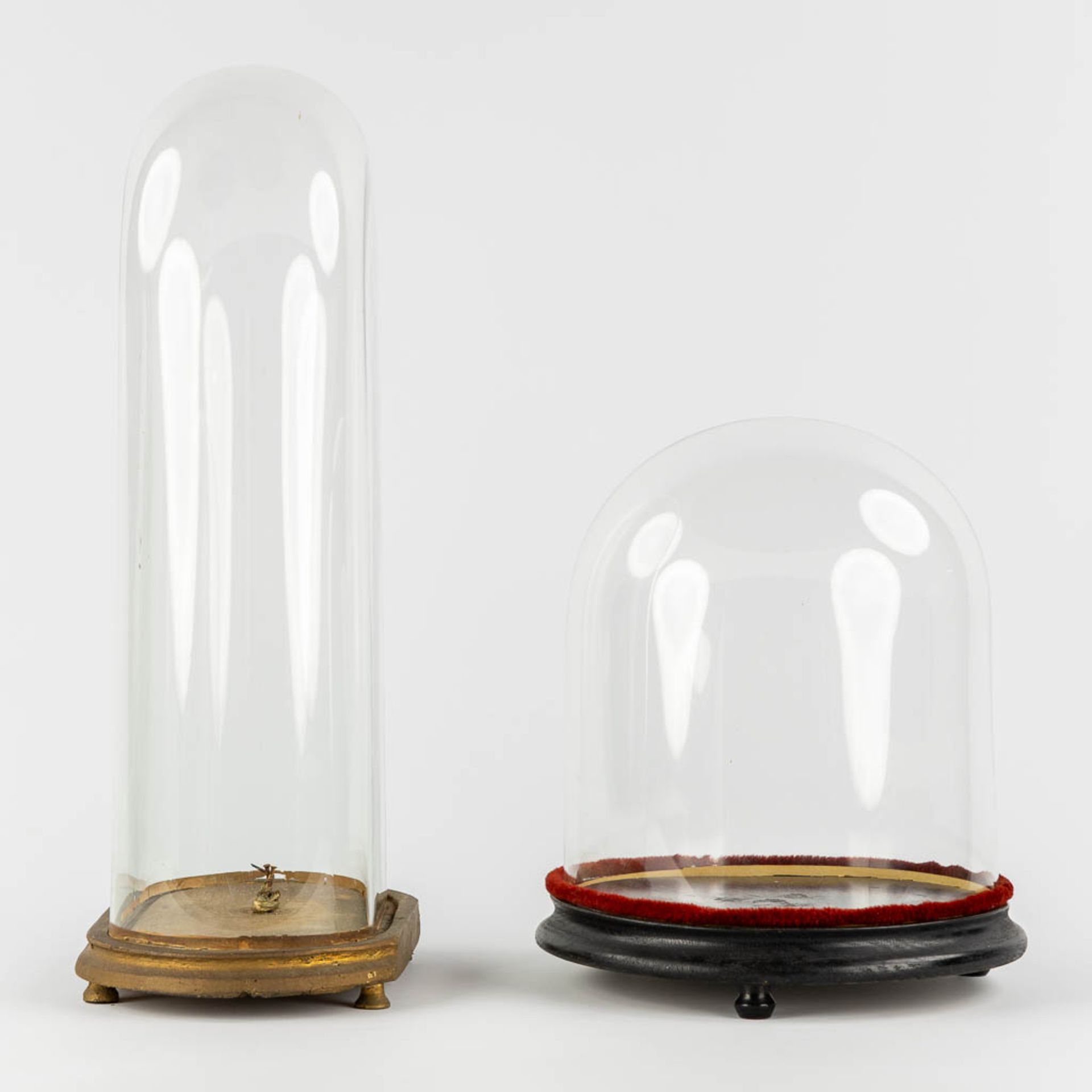 Two glass domes on a wood base. (H:60 cm) - Image 6 of 8