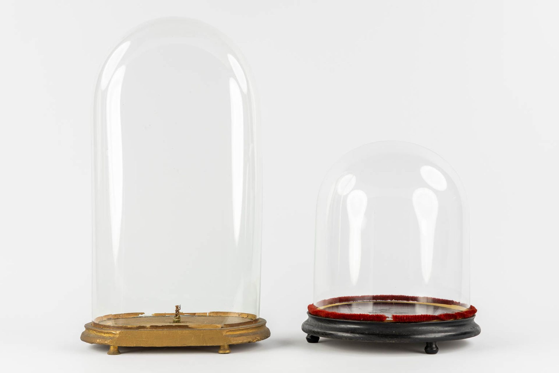 Two glass domes on a wood base. (H:60 cm) - Image 5 of 8