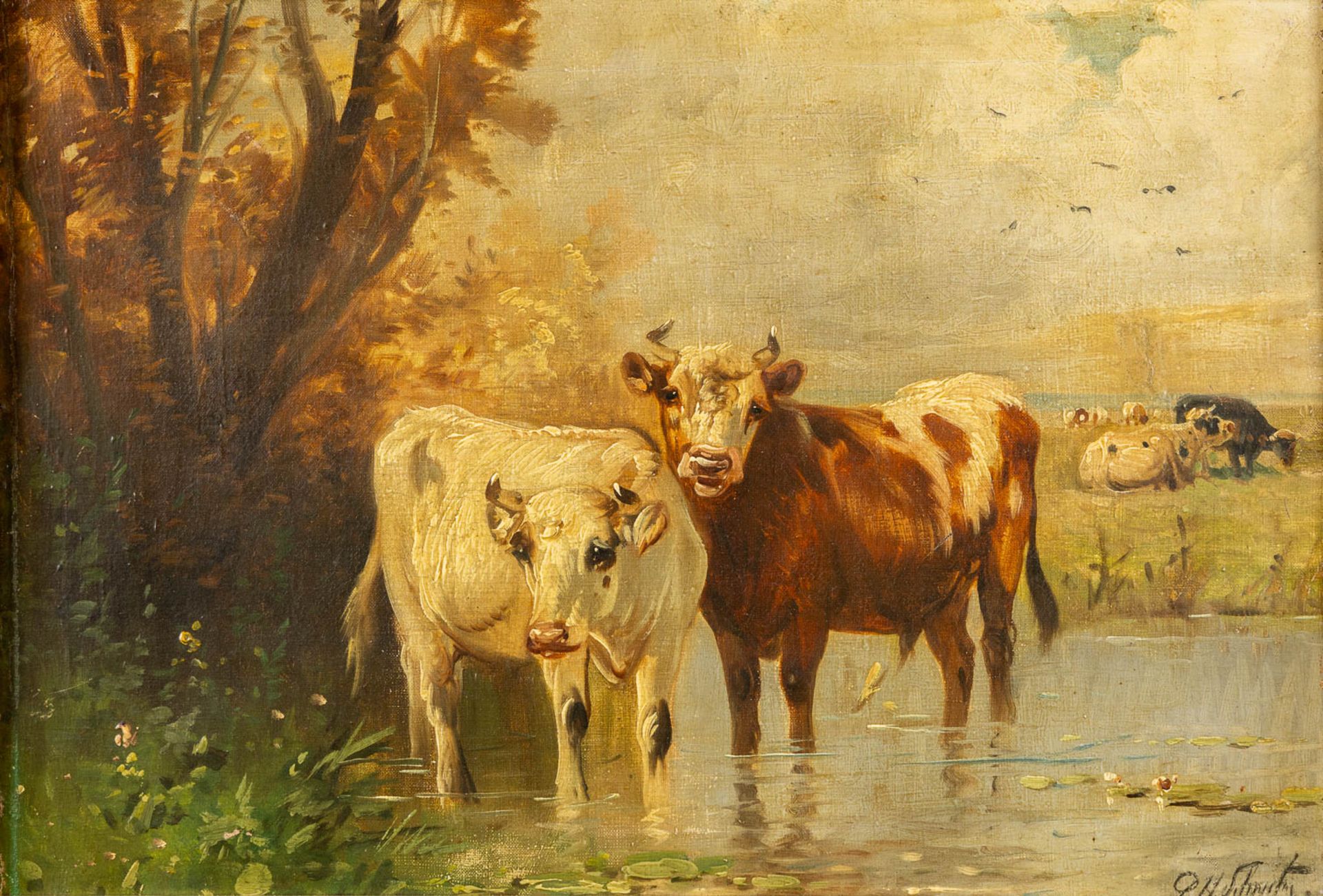 Paul SCHOUTEN (1860-1922) 'Cows in a pond' oil on canvas. (W:62 x H:45 cm)