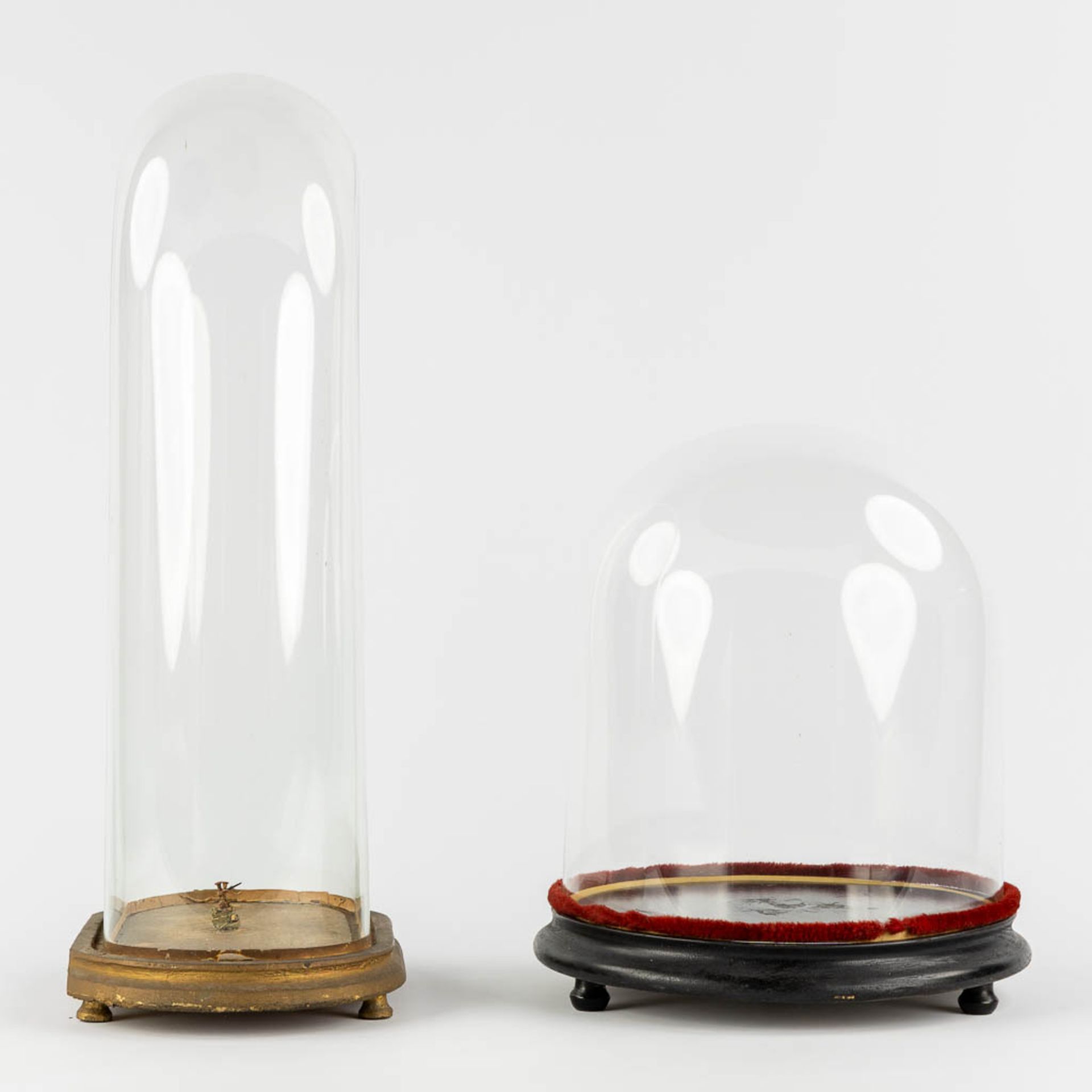 Two glass domes on a wood base. (H:60 cm) - Image 4 of 8