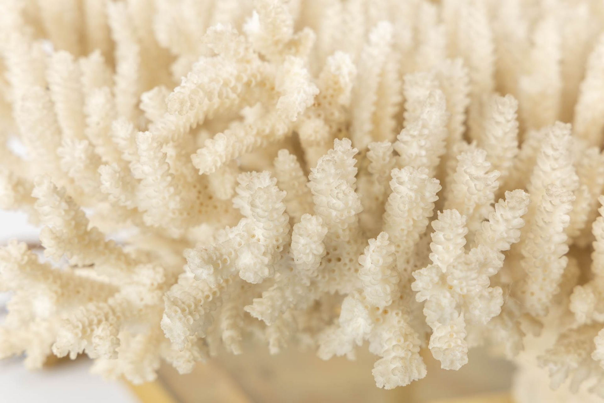 A decorative table lamp with a white coral. Circa 1980. (L:25 x W:39 x H:49 cm) - Image 10 of 10