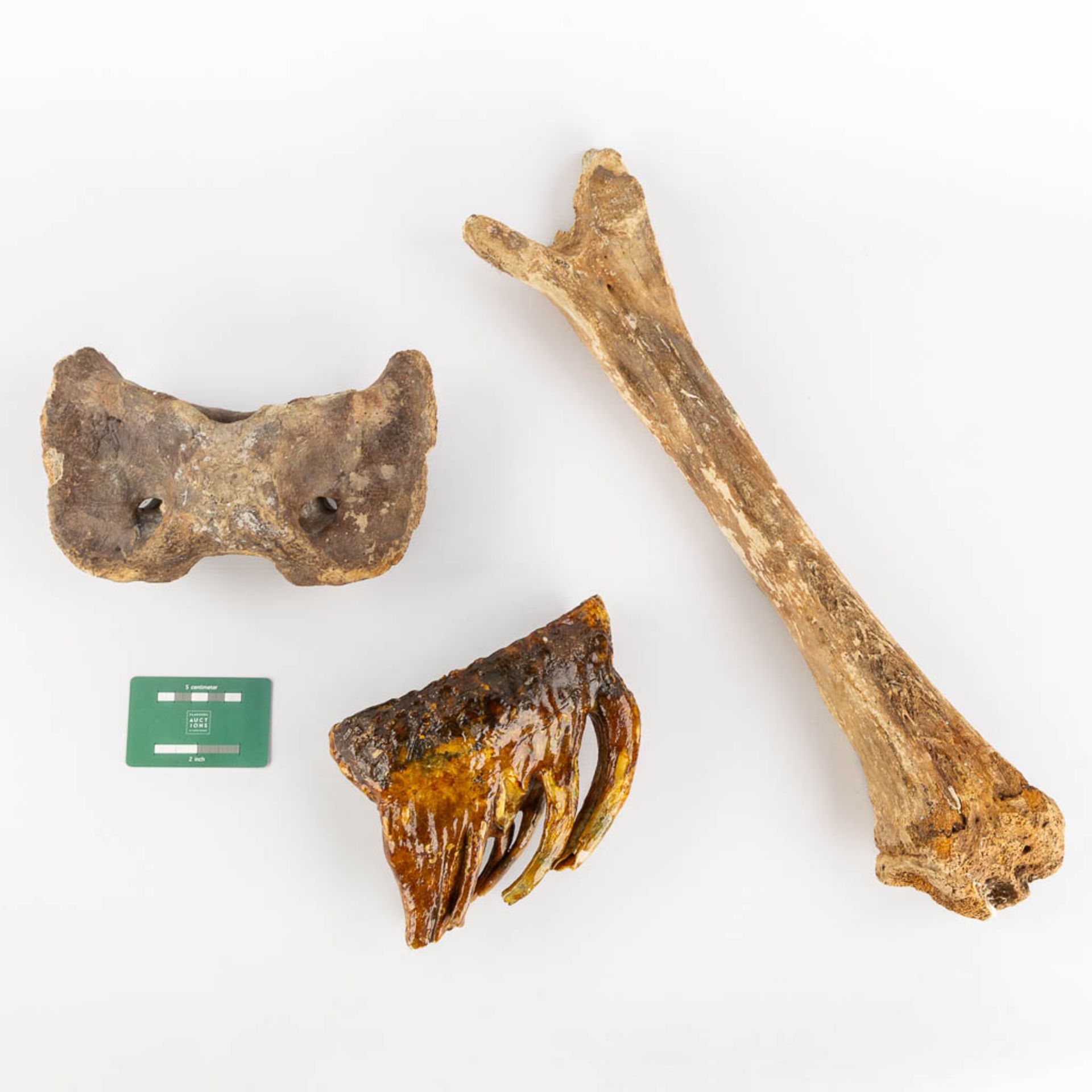 Three pieces of Mammoth - Mammuthus primigenius - fossils, two bones and a tooth. (L:54 cm) - Image 2 of 15