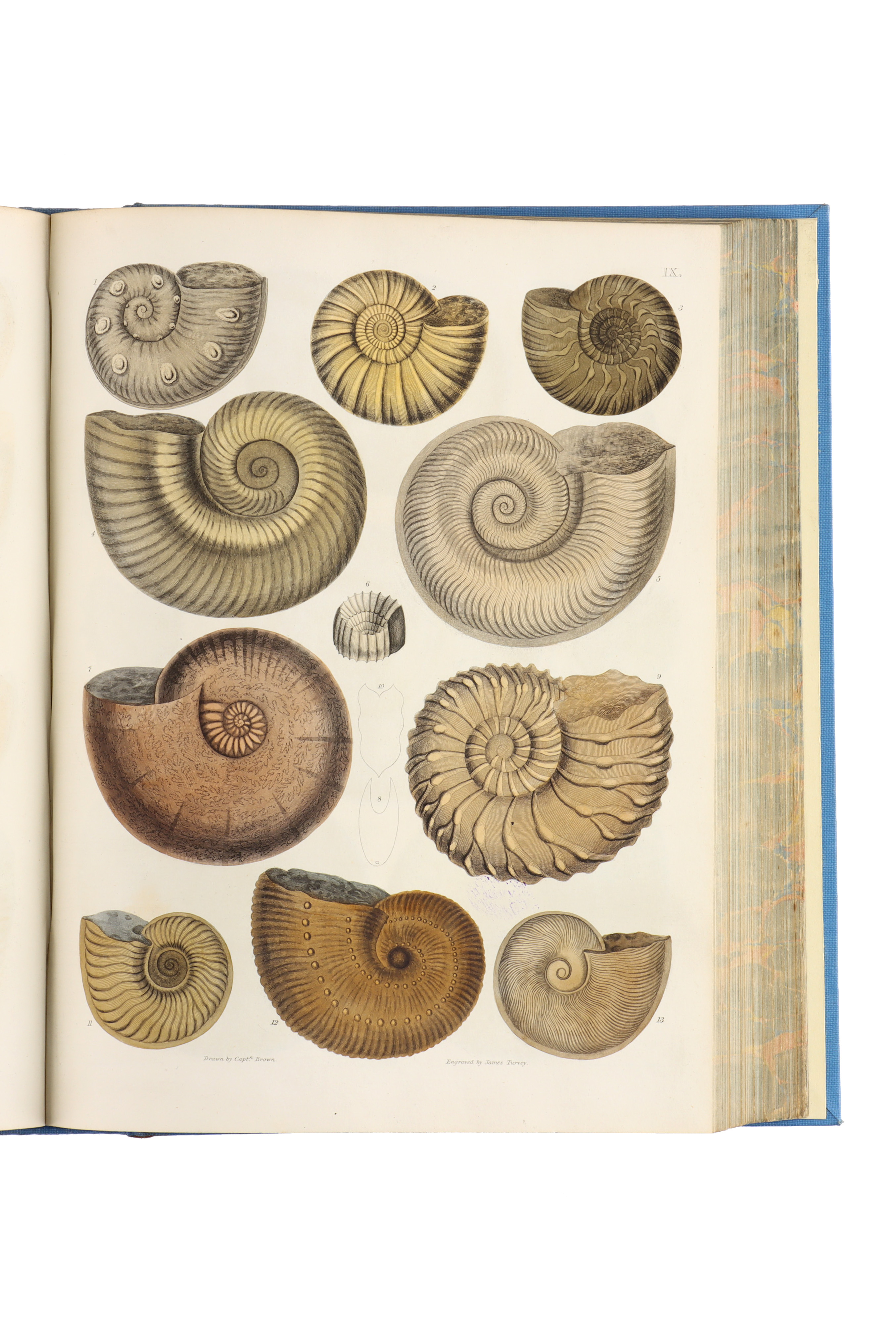 Brown, Captain Thomas, Illustrations of the Fossil Conchology of Great Britain, - Image 5 of 9